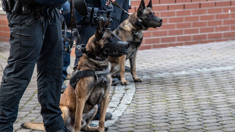 Drei Polizisten sind von der Hüfte abwärts von hinten zu sehen, nebeneinander in einer Reihe stehend. Zwei von ihnen führen Diensthunde an der Leine, die aufmerksam in eine Richtung außerhalb des Bildes blicken.