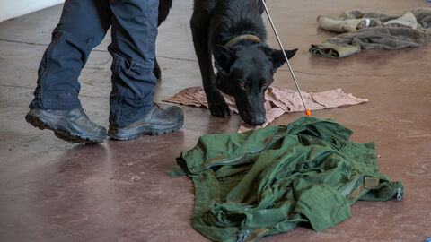 Diensthund sucht mit der Nase am Boden zwischen Kleidungsstücken.