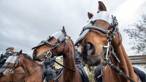 Drei Polizeipferde mit Schutzvisieren im Einsatz, aus Nahperspektive fotografiert